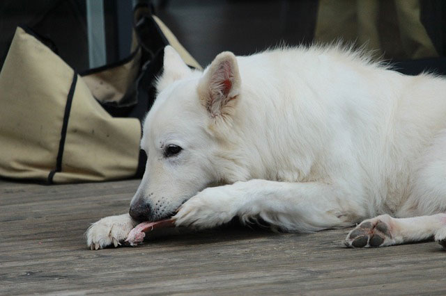 Mit BARF den Hund natür­lich ernäh­ren